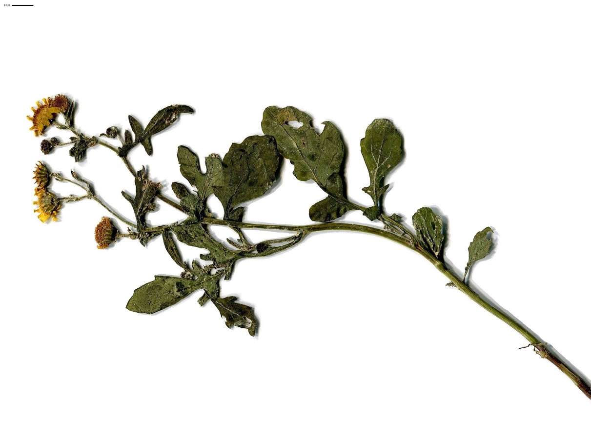 Jacobaea erratica (Asteraceae)